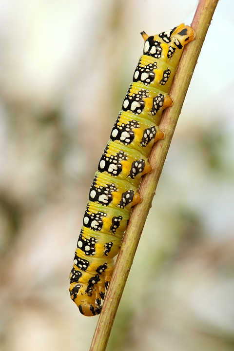 bruco da identificare - Hyles euphorbiae